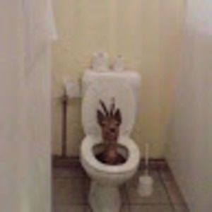 Meet your Posher, Bob